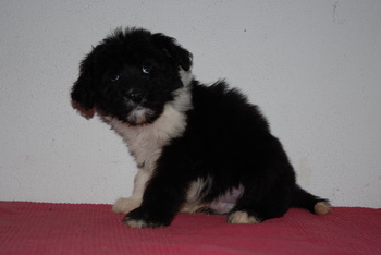 Aussiedoodle